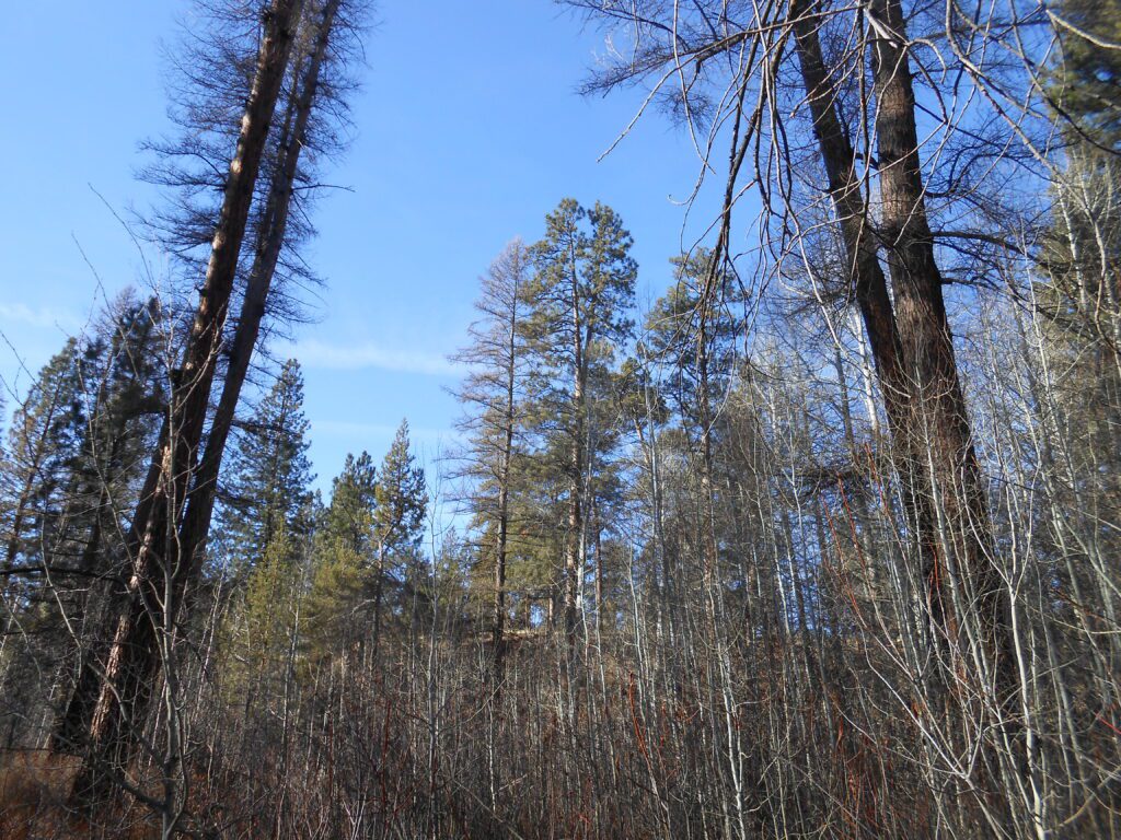 The Fear of Breaking Free sky, trees, looking up