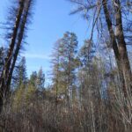 sky, trees, looking up