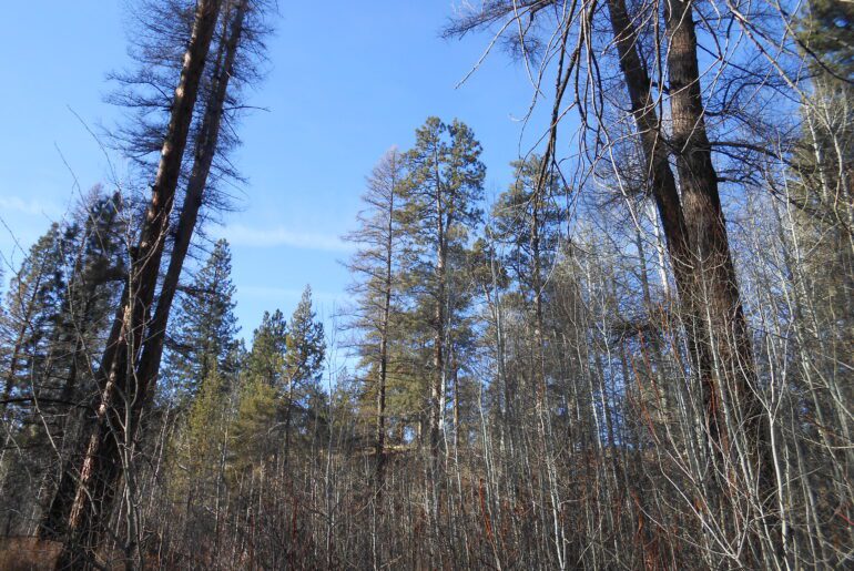 sky, trees, looking up