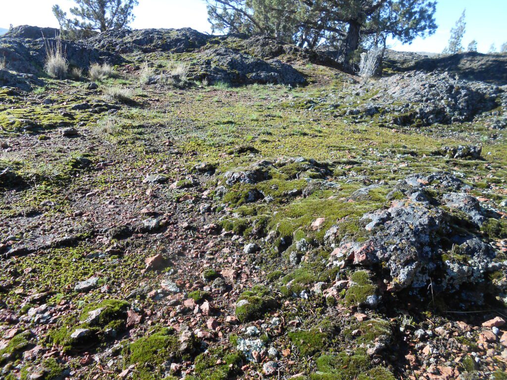 Mysterious and Unknown Pains Blog Post Update