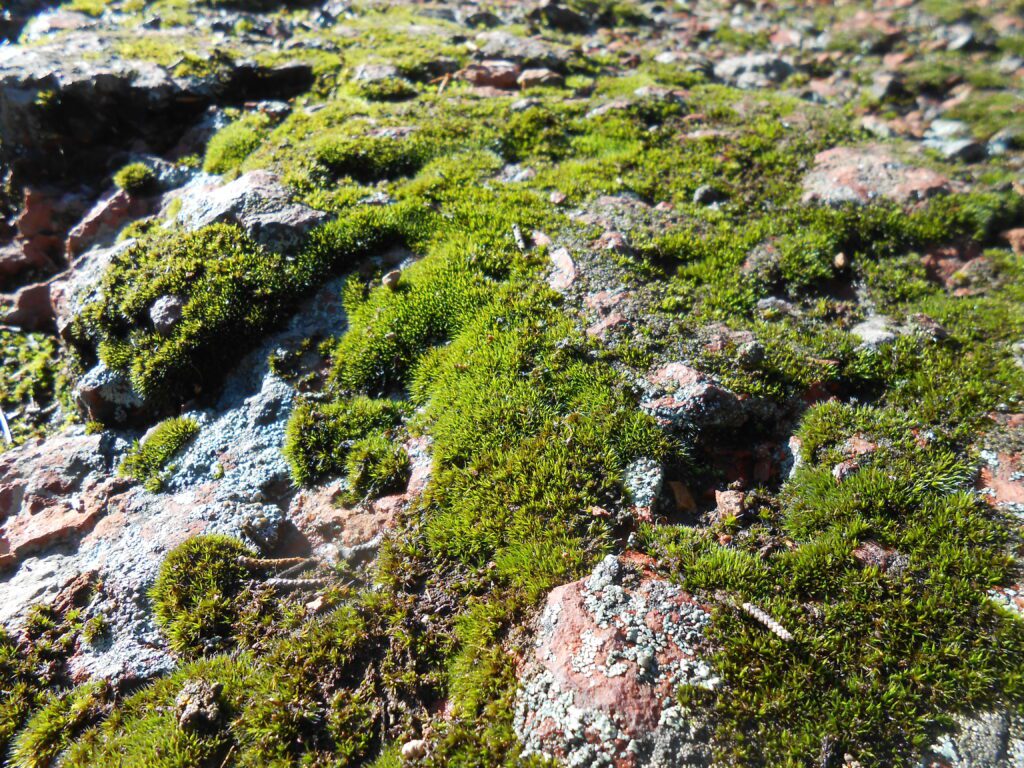 Spontaneous Teaching Classes moss, rock