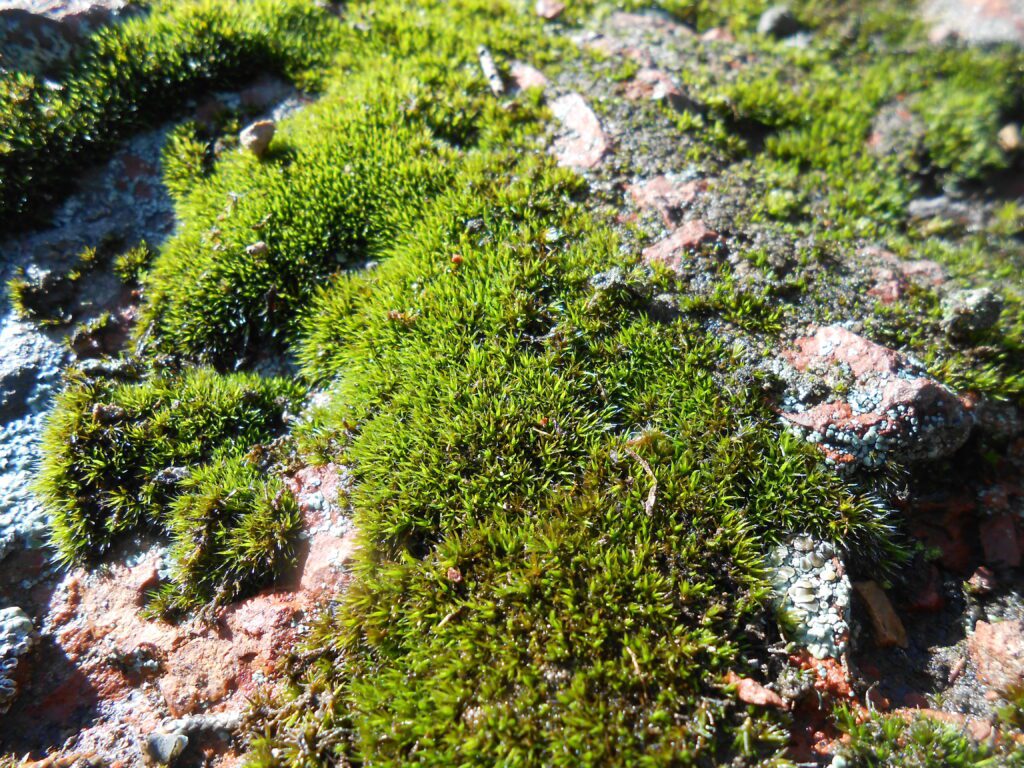 The Path of Success to Spirituality