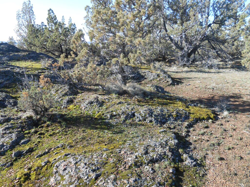 Exploring the Purpose of Life