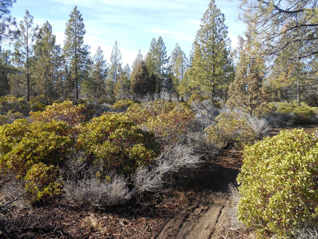 Phantom Physical Pains and Spiritual Awakening manzanita, ponderosas, firs, trees,