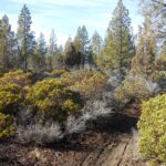 manzanita, ponderosas, firs, trees,