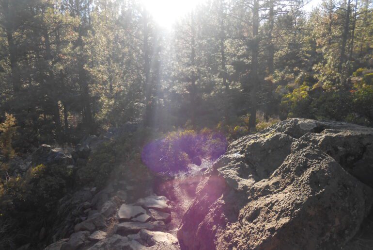 hiking, sunlight, foliage,