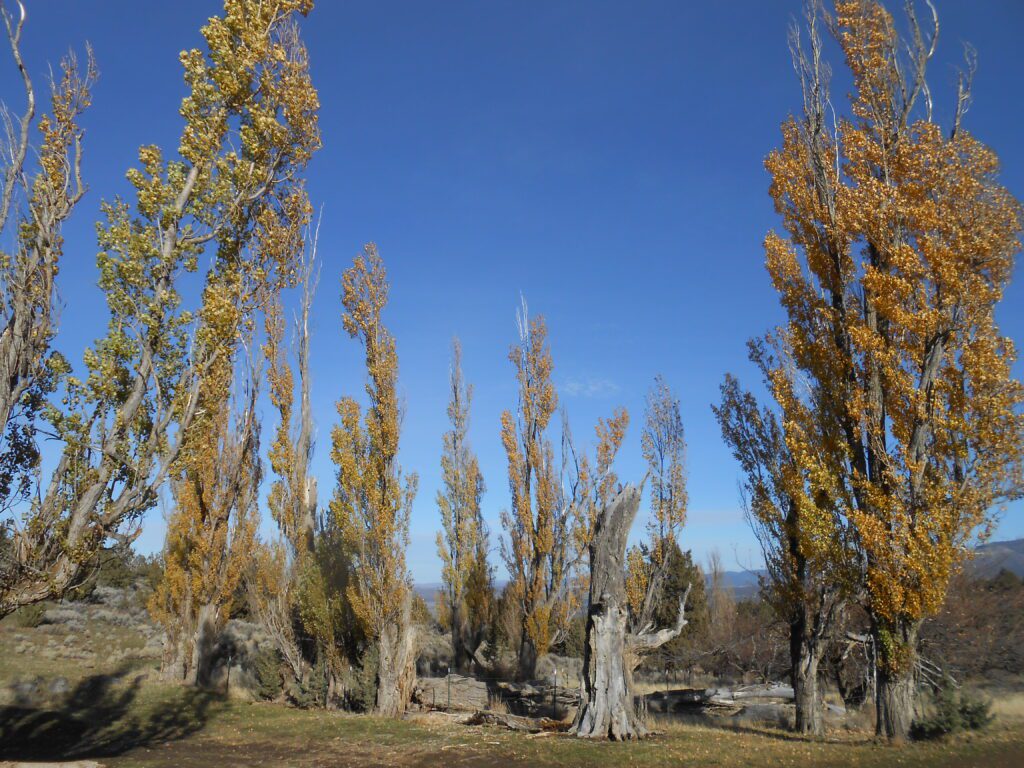 Afraid to Meet Your Self