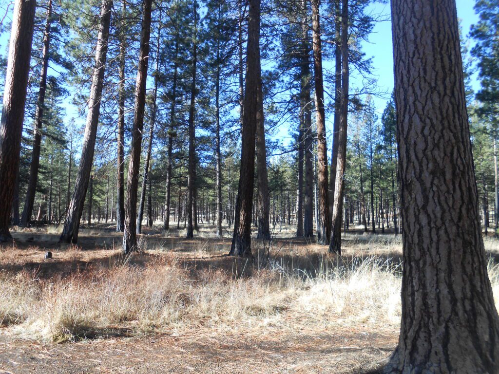 The Desire to be Special