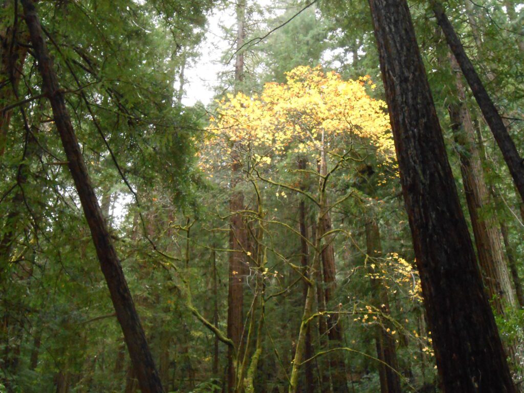 Recording: How to Choose the Right Healer