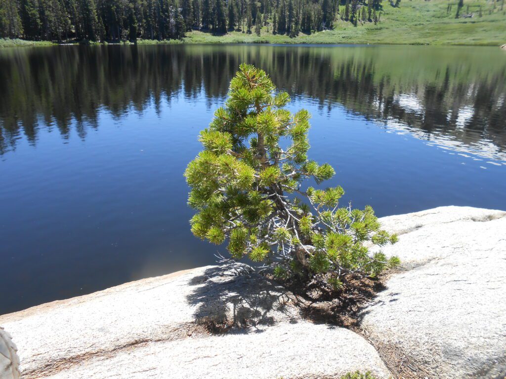 Losing More Desires and Interests After Awakening