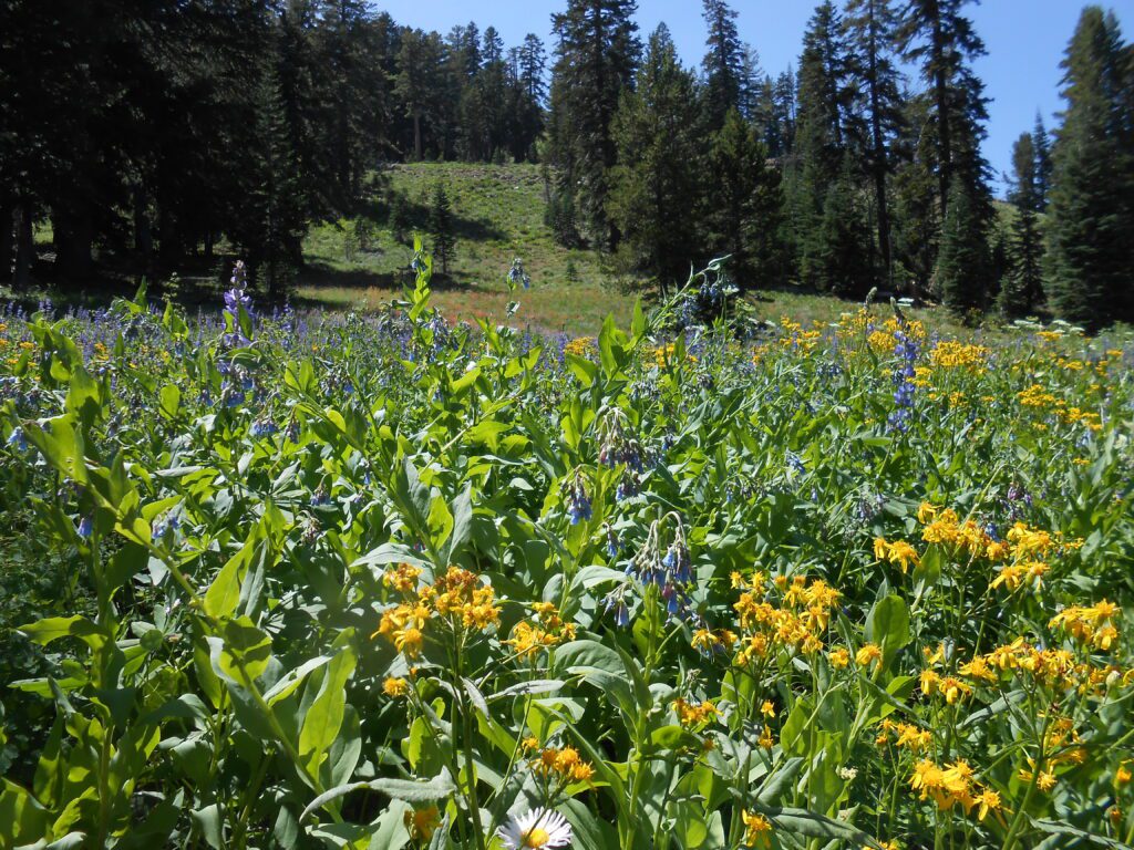 The Weeping Man alpine flowers, high desert mountains,
