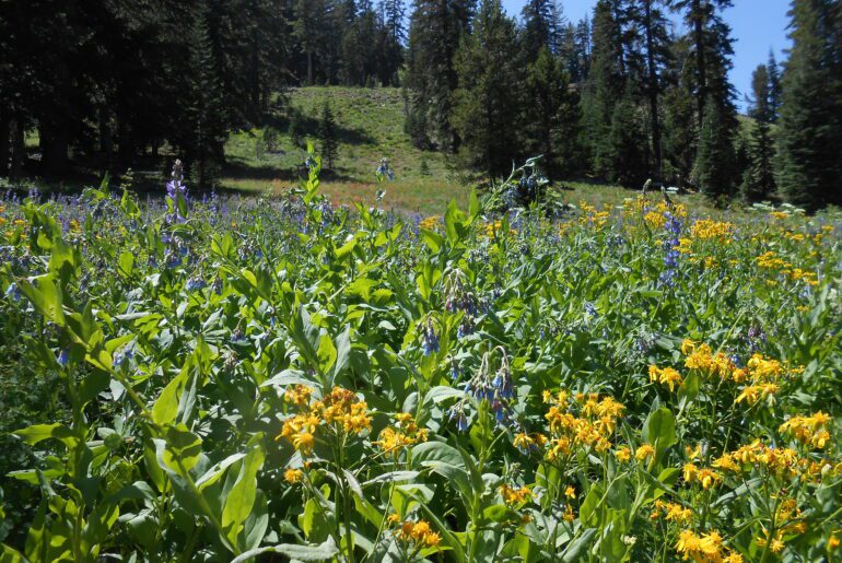 alpine flowers, high desert mountains,
