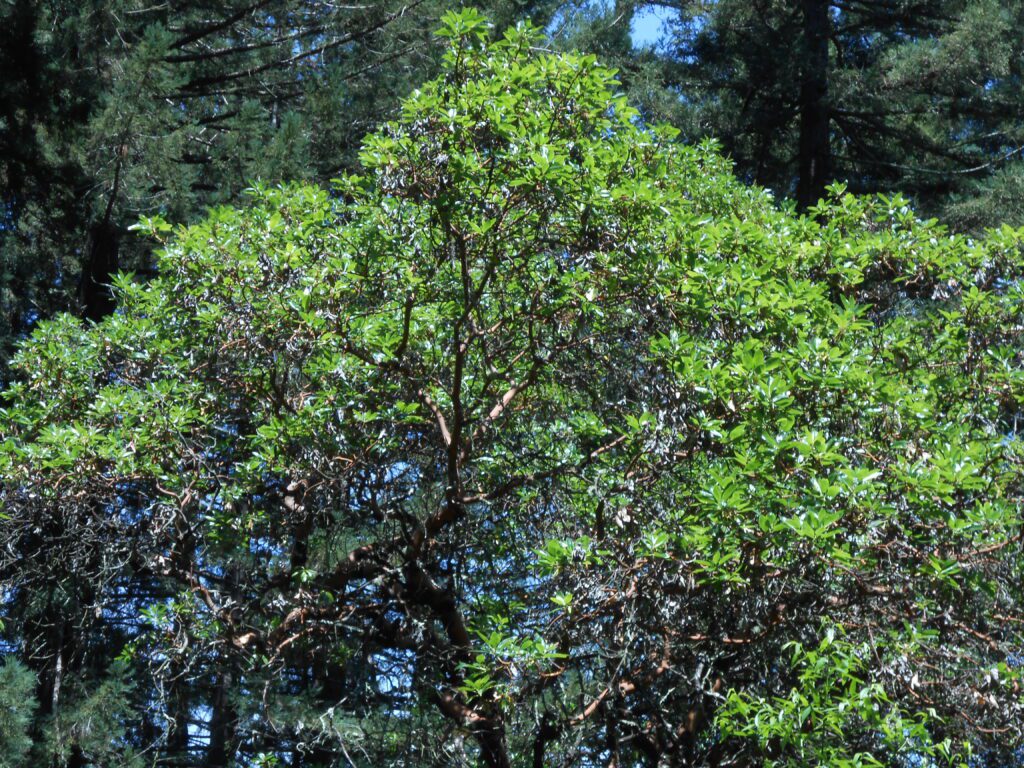 How to Find a Spiritual Teacher