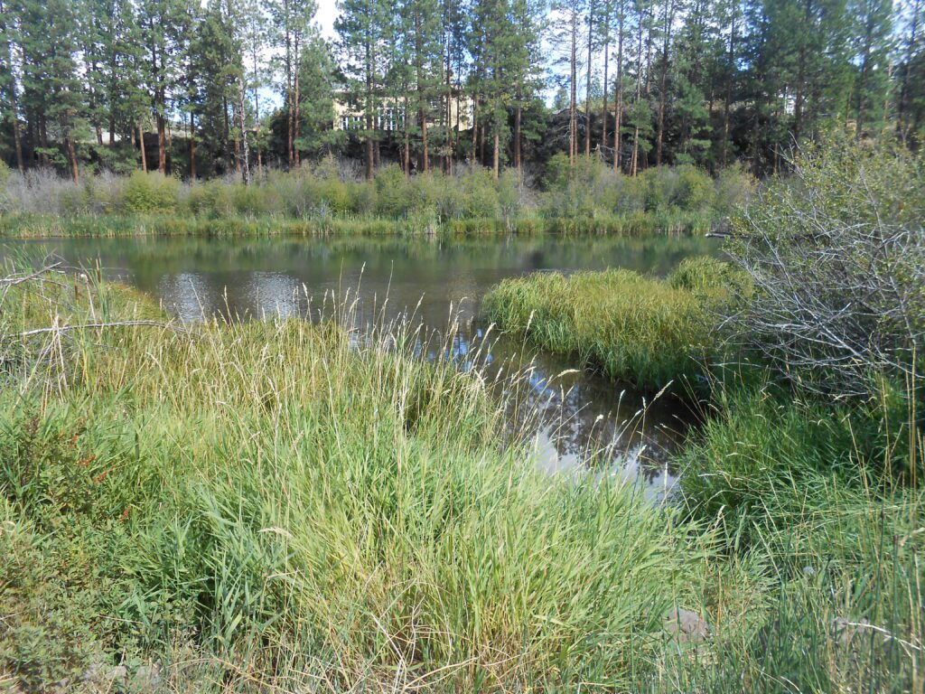 Meditative Monday: April 4th 2022 Suggested Reading deschutes river, bend, oregon, riparian zone