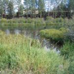 deschutes river, bend, oregon, riparian zone