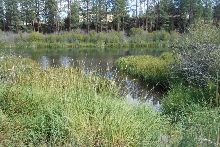 deschutes river, bend, oregon, riparian zone