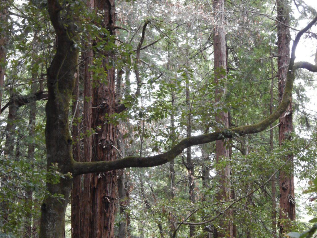 What Is Intuition? Part 2