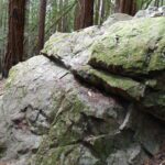 rock, forest