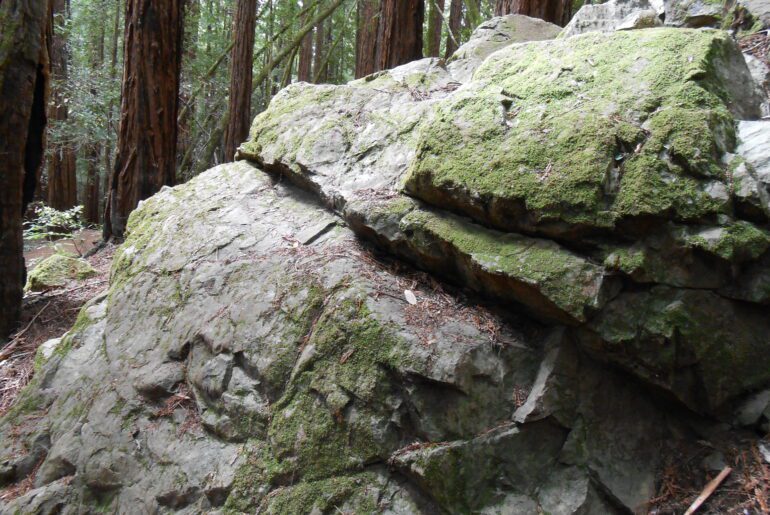 rock, forest