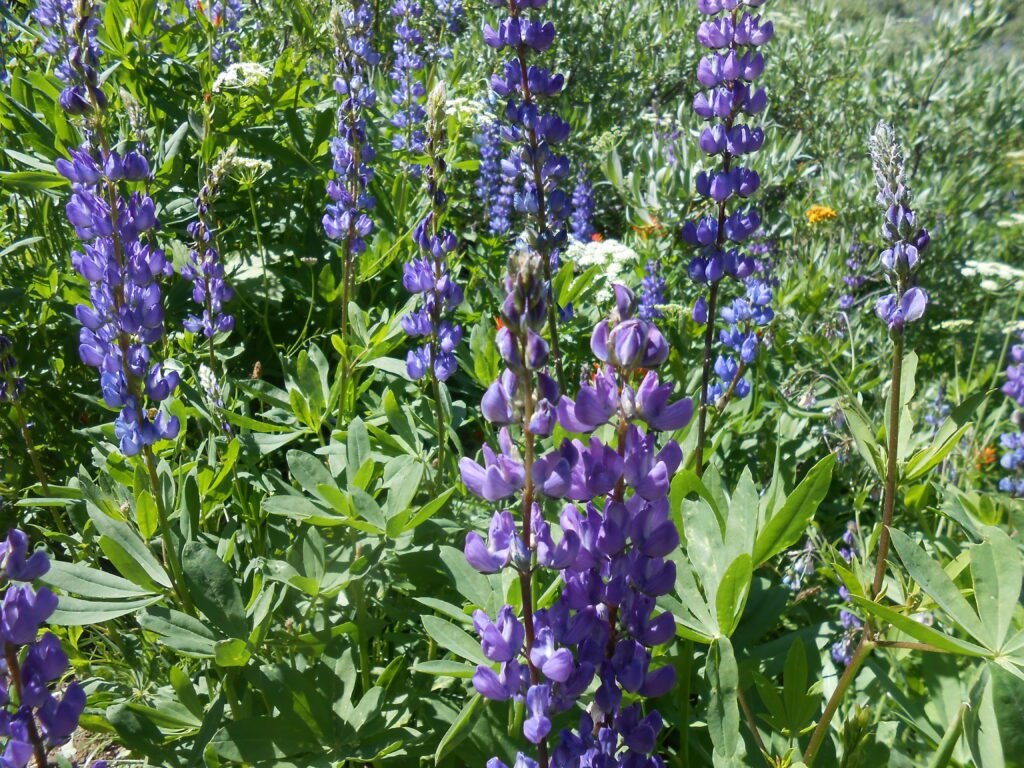 Meditative Monday: Spiritual Tools blooming flowers, purple flowers