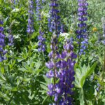 blooming flowers, purple flowers