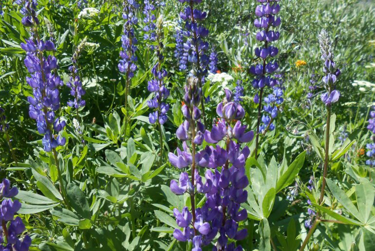 blooming flowers, purple flowers