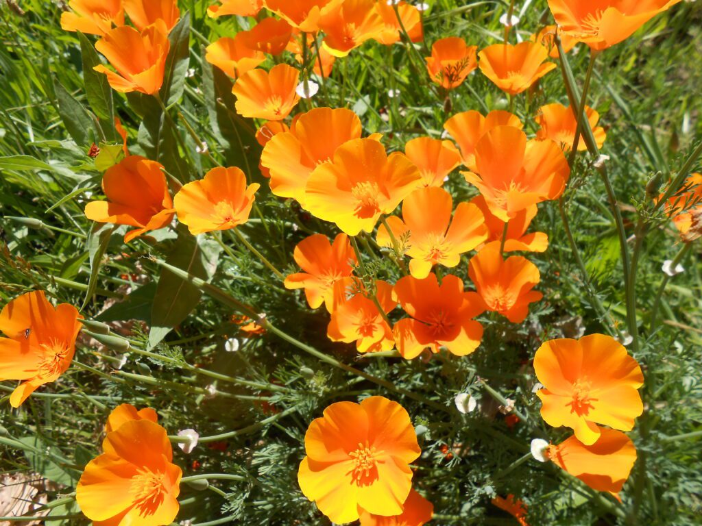 Melting Invisible Issues and Moving into Oneness