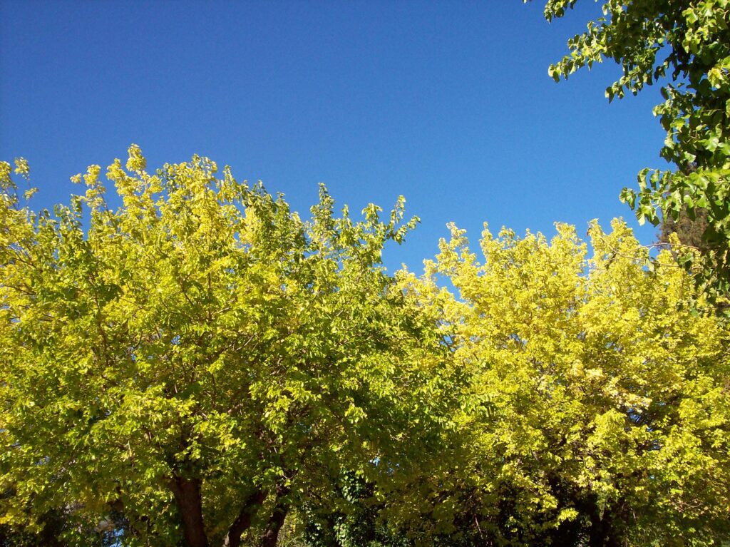 Testimonials colorful trees, blue sky
