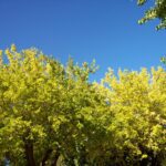 colorful trees, blue sky