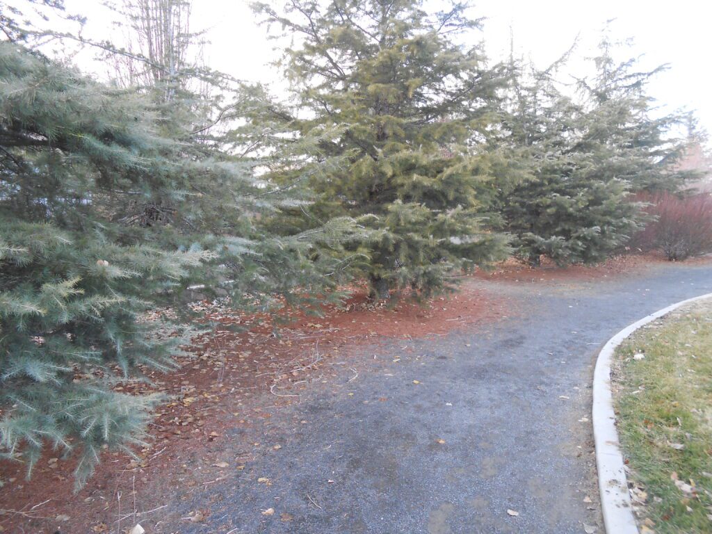 Intro to Spiritual Freedom Class park pathway