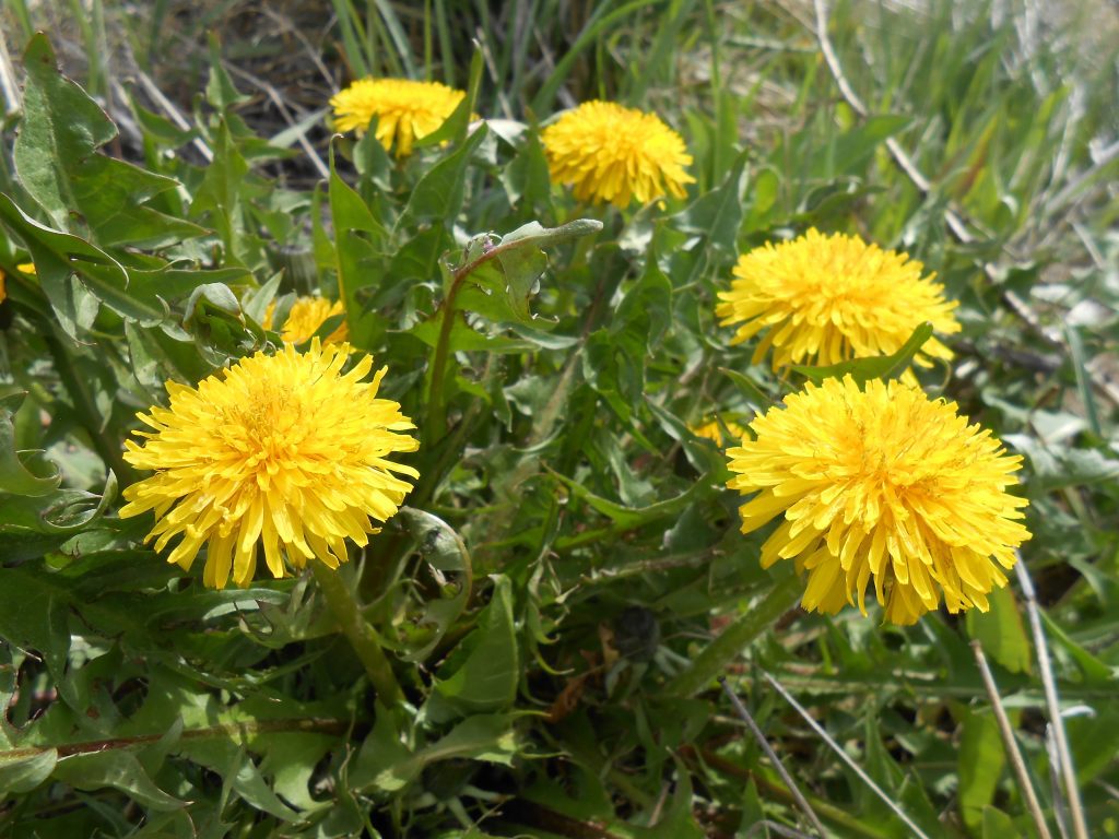 Why Meditation Is Important