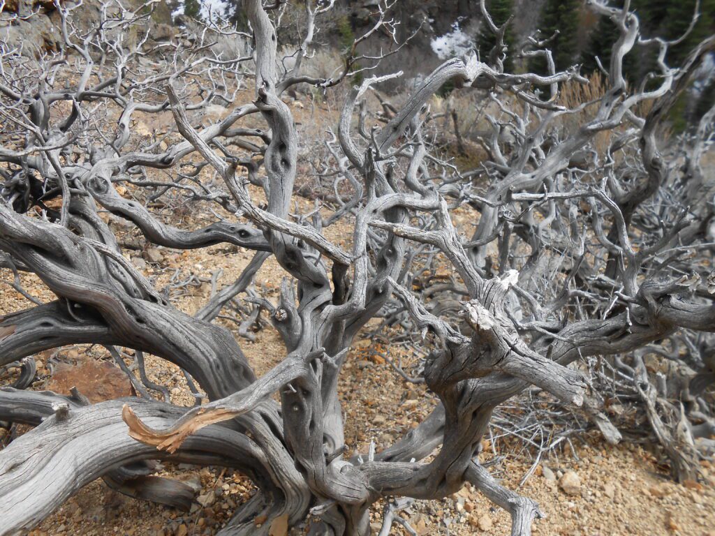 Recording: Feeling Split from your Ego