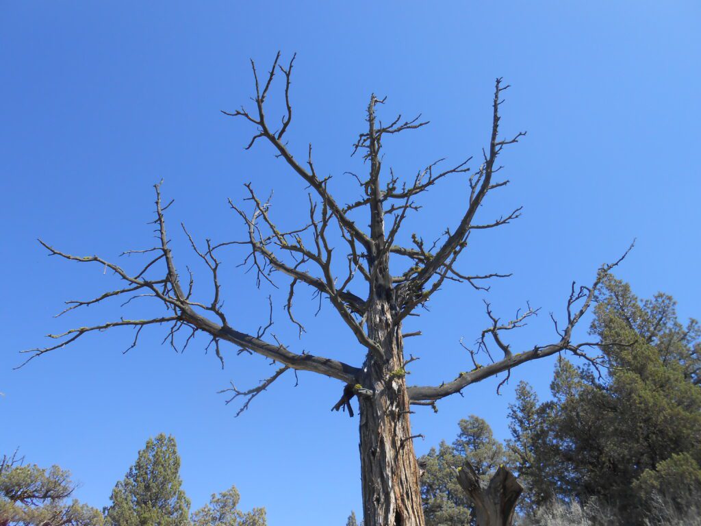 dead tree, blue sky, stark contrast,