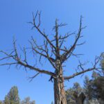 dead tree, blue sky, stark contrast,