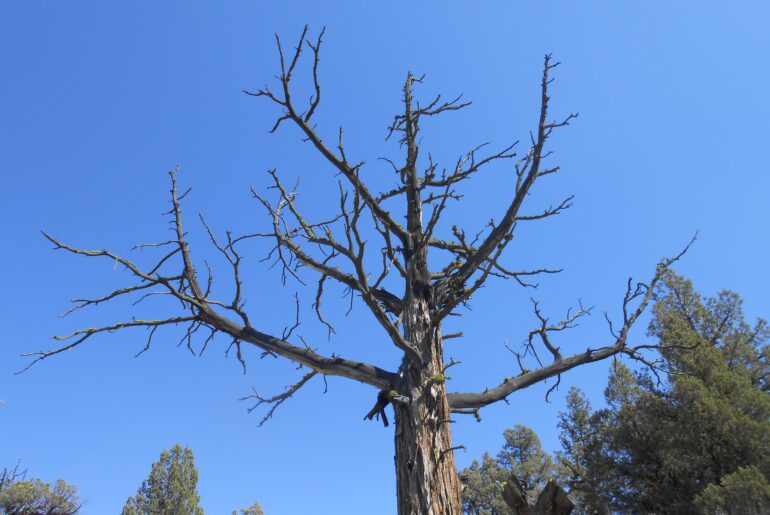 dead tree, blue sky, stark contrast,