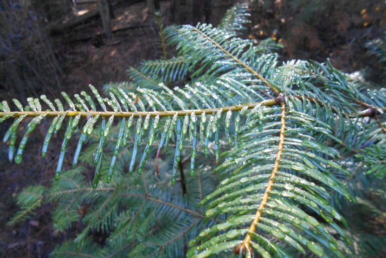 dew, pine needles