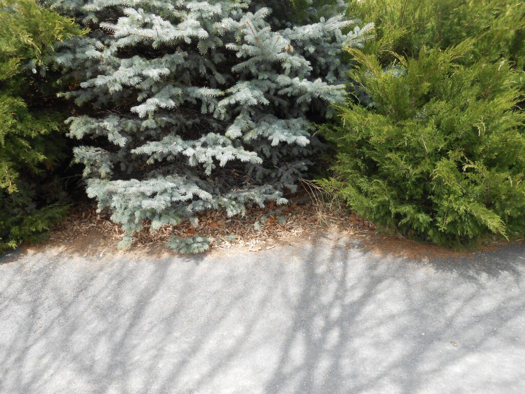 Meditative Monday April 11th evergreens, sandy path