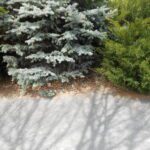 evergreens, sandy path