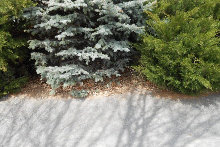 evergreens, sandy path