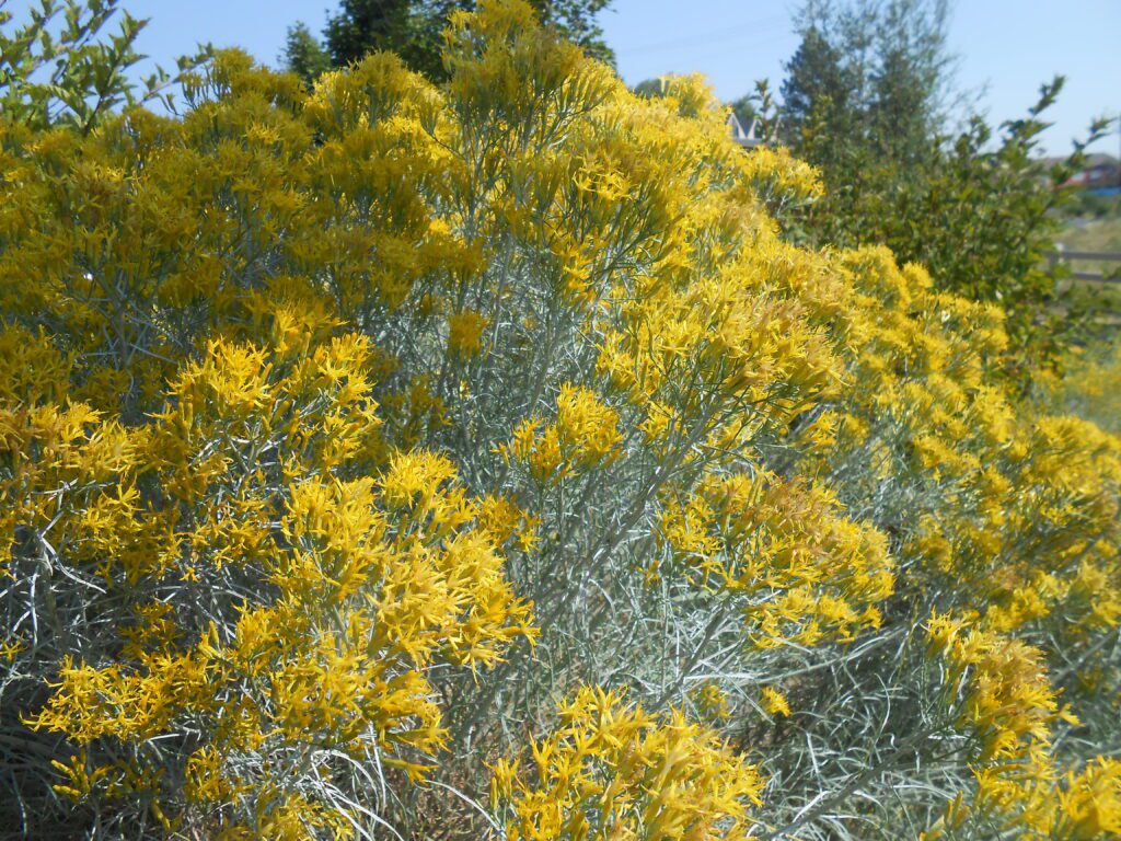 Releasing Attachments You Like