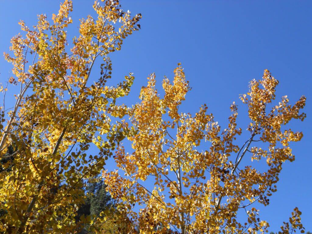 Being Free of Suffering Is Not Happiness yellow leaves, blue sky