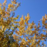 yellow leaves, blue sky