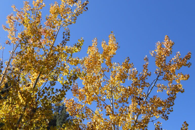 yellow leaves, blue sky