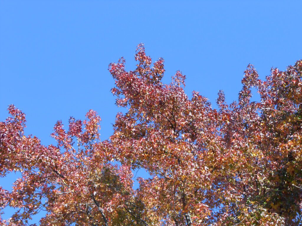 The Spiritual Bypass: The Illusion of Avoiding Your Difficulties