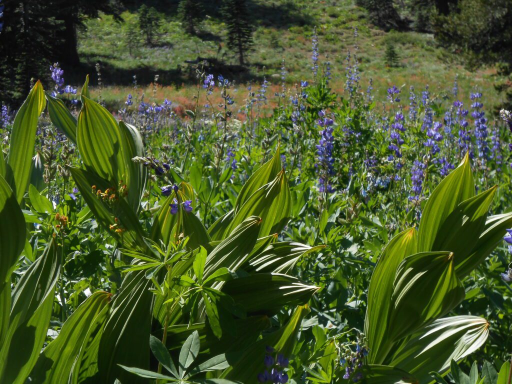 Meditative Monday: Common Confusions flowers, plants