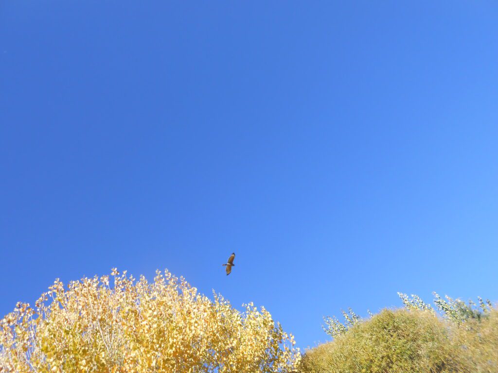 Staying as Awareness Class clear sky, trees, bird, clear mind