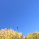 clear sky, trees, bird, clear mind