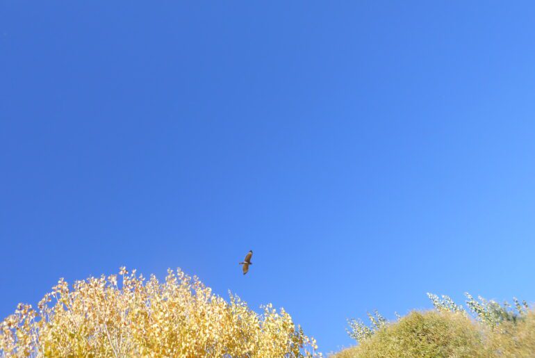 clear sky, trees, bird, clear mind