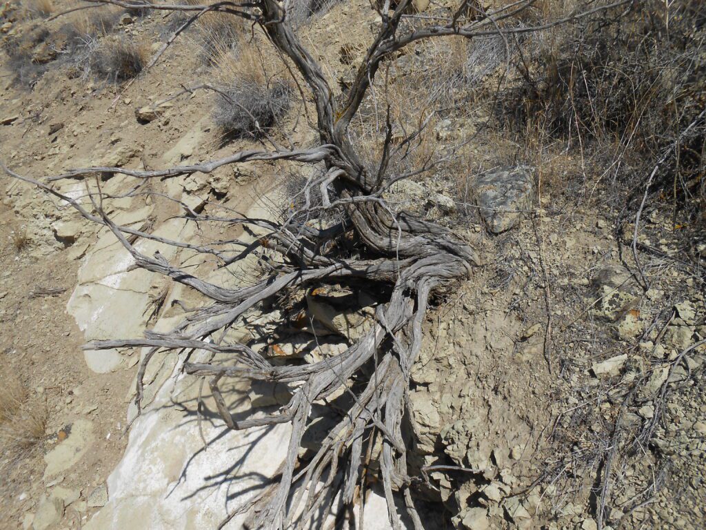 Digging Out the Roots of Prejudice gnarly, roots, desert, sage brush