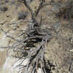 gnarly, roots, desert, sage brush